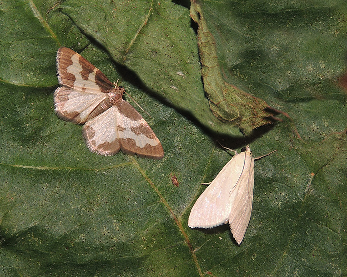 Lomaspilis marginata (Geometridae) e Sitochroa palealis (Crambidae)